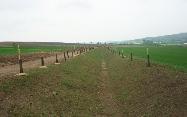 Záchytný příkop na Holém kopci v Kobylí