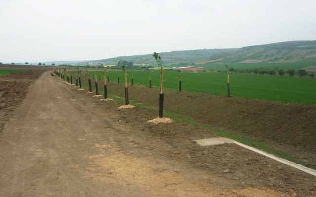 Záchytný příkop na Holém kopci v Kobylí