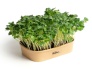 Sada pro domácí pěstování microgreens – Ředkev Daikon